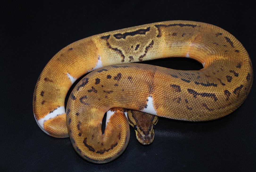 2011 Pin Pied