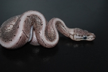 Axanthic Spinner
