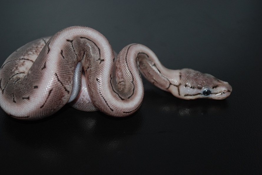 Axanthic Spinner