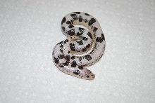 09 female