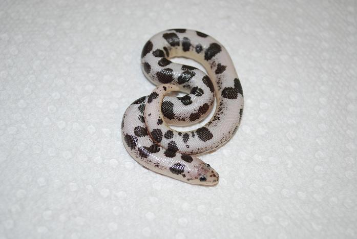 09 female
