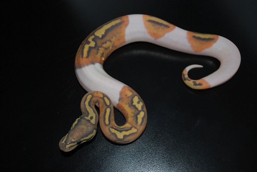 Strange Pied 2011