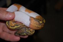 Hypo Pied h-ax