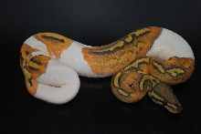 Ghost pied