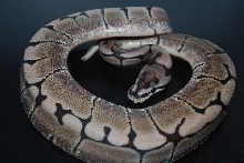 Ax Spider 2