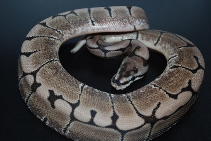 Ax Spider 2