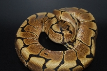 Spider het ax