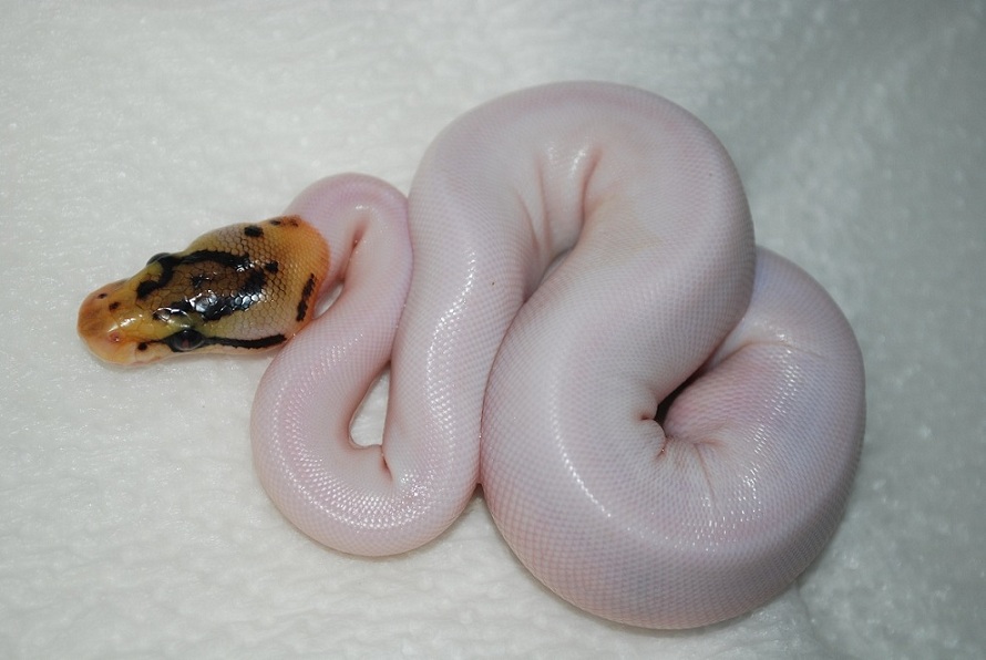 Pied combo