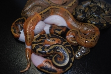 Pin Pied clutch 1