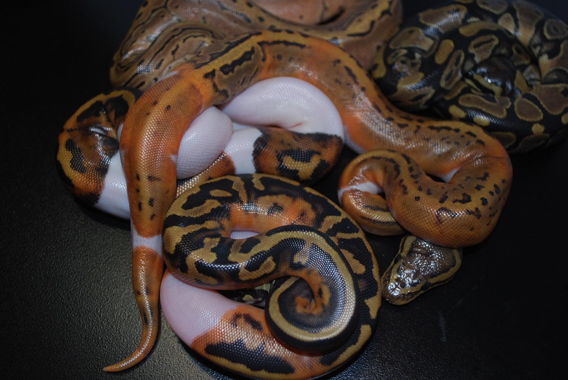 Pin Pied clutch 1