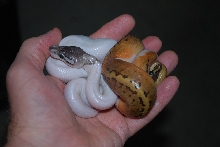 Pewter & Pin pied