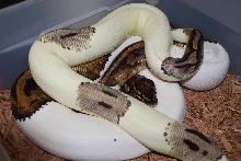 green pied 2