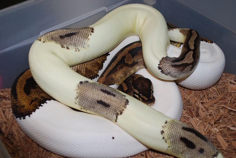 green pied 2