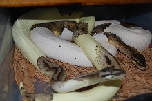 Green Pied ??