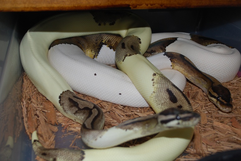 Green Pied ??