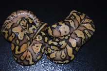 pastel yellow belly het pied