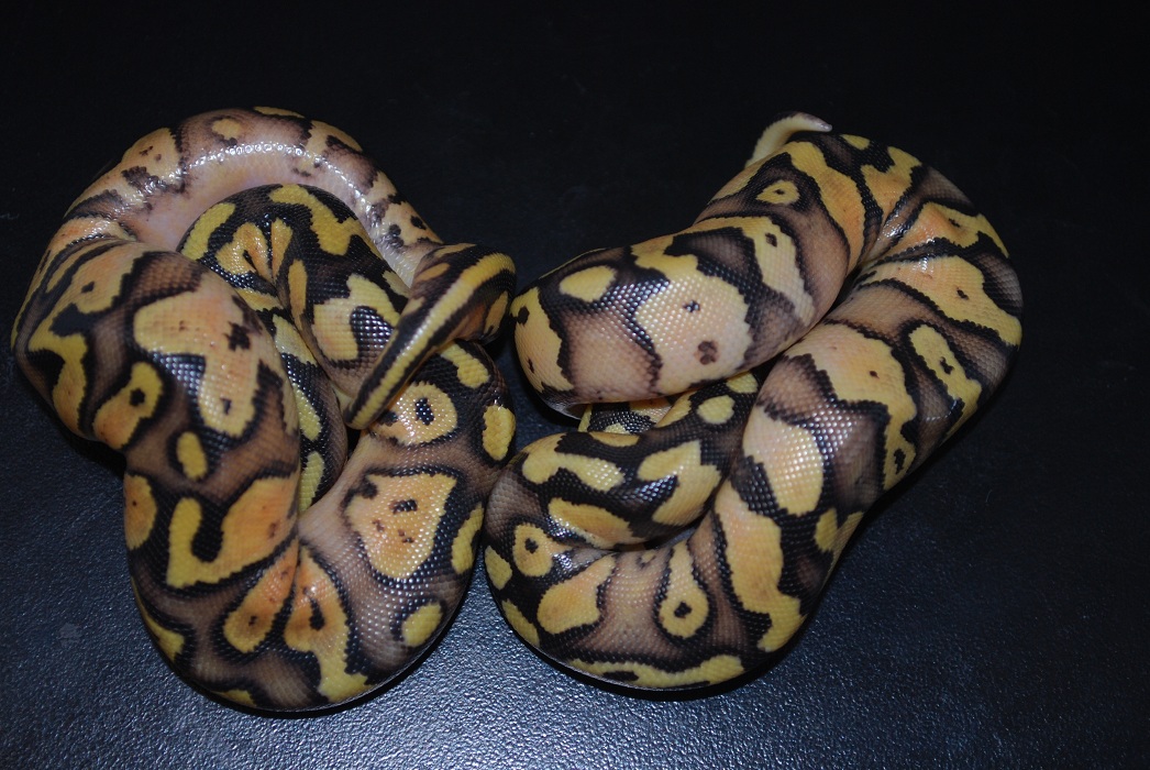 pastel yellow belly het pied