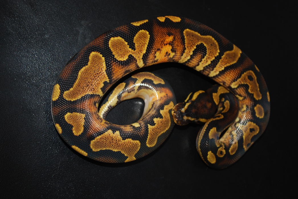 yellow belly het pied