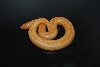 rufescens phase albino