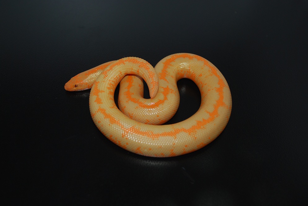rufescens phase albino