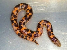 calico kenyan
