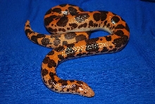 ksb