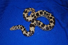ksb