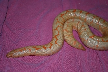 ksb