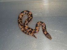 calico kenyan