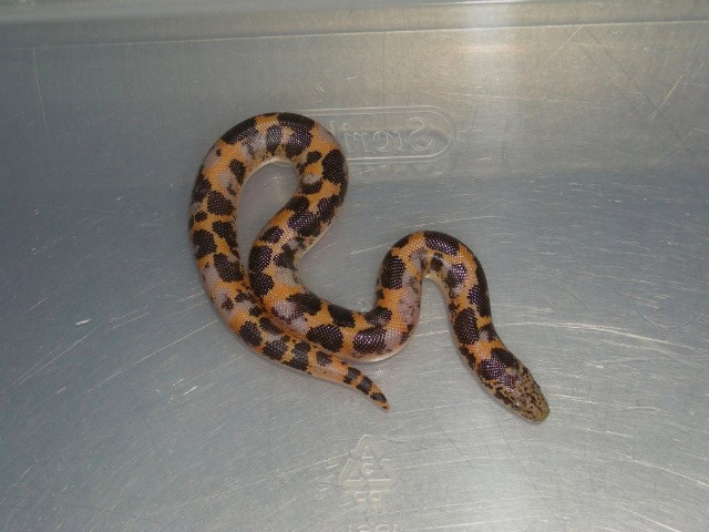 calico kenyan