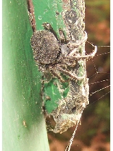 Dark garden spider