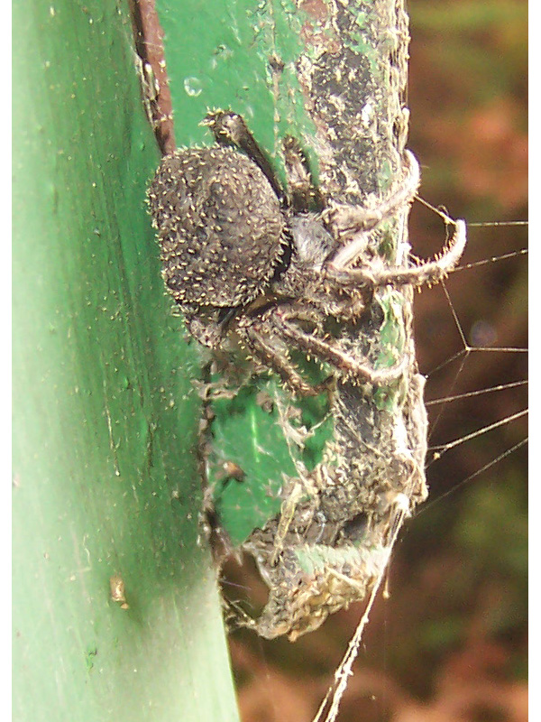 Dark garden spider