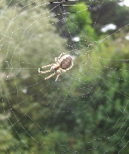 small garden spider