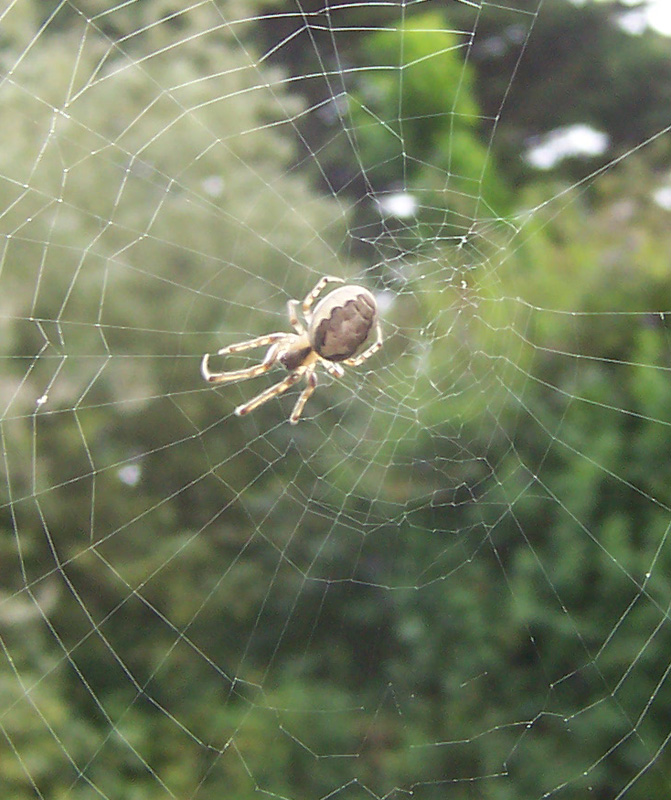 small garden spider