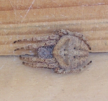 Light brown garden spider