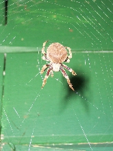 Second brown spider, darker legs