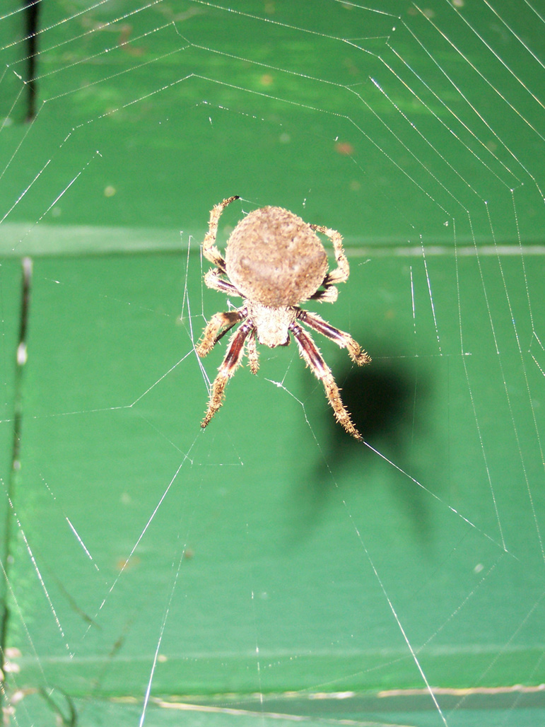 Second brown spider, darker legs
