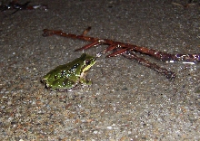 Rain frog