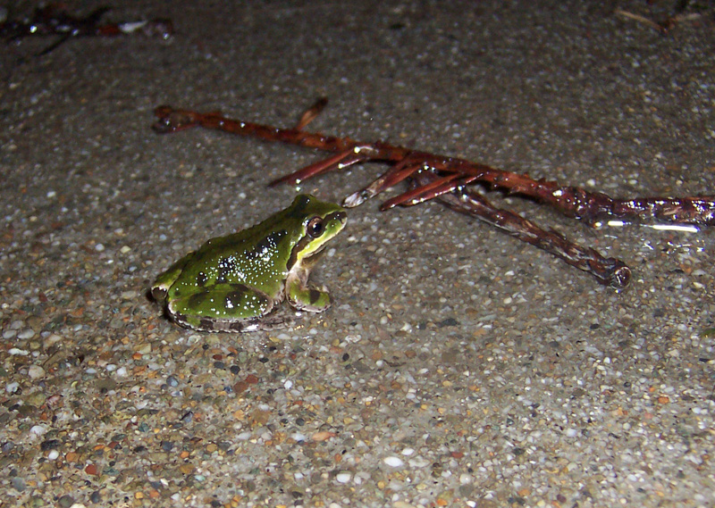 Rain frog