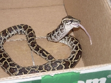 Heira eating a hopper