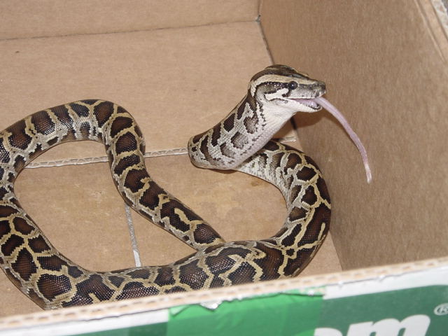 Heira eating a hopper