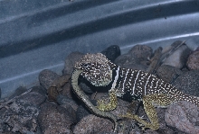 closer view