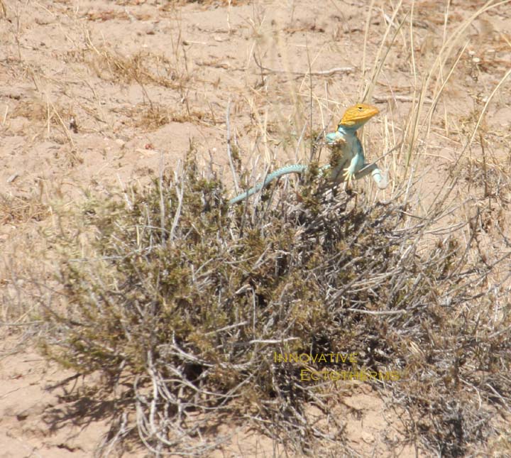 Bush Basking