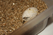 Hatching Carrot Tail Chuckwallas