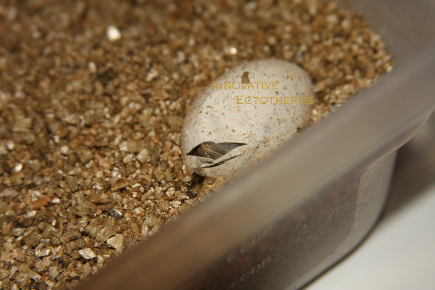 Hatching Carrot Tail Chuckwallas