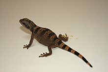 Carrot tail chuck hatchling