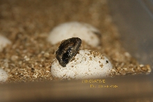 Hatching Granite Chuckwalla