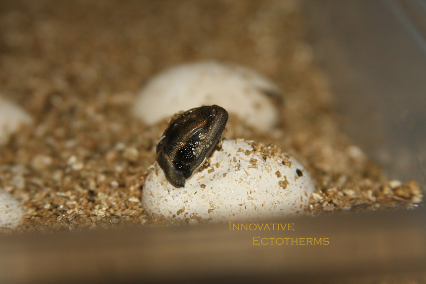 Hatching Granite Chuckwalla