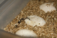 Hatching Granite Chuckwalla 2