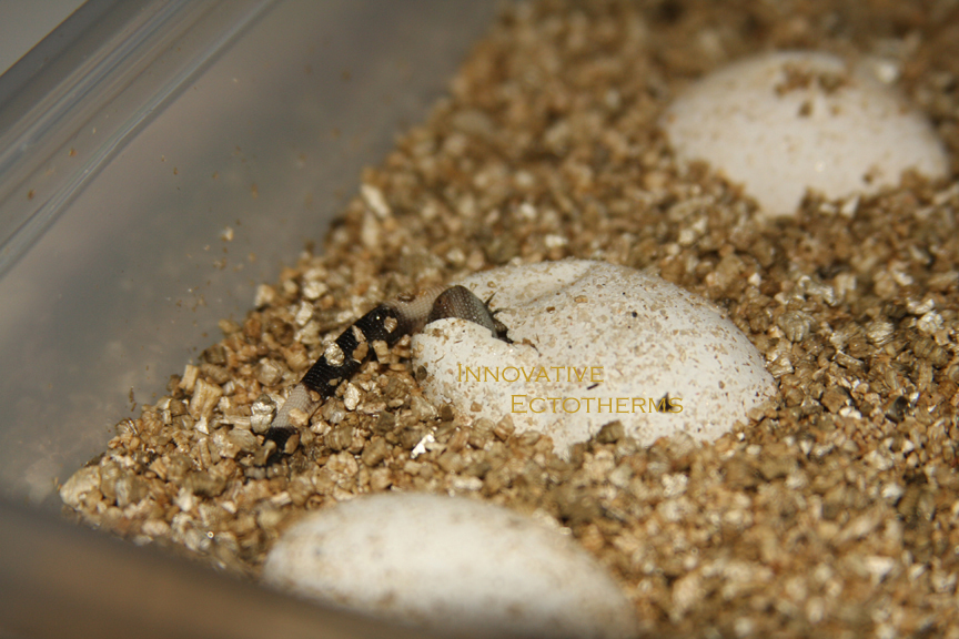 Hatching Granite Chuckwalla 2